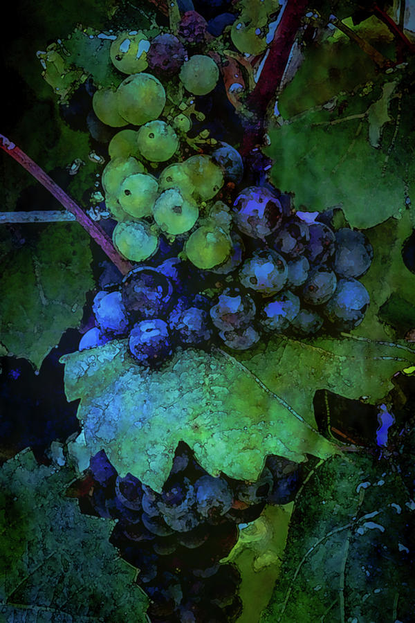 Ripening Grapes River Ridge Winery 2688 DP_2 Photograph by Steven Ward