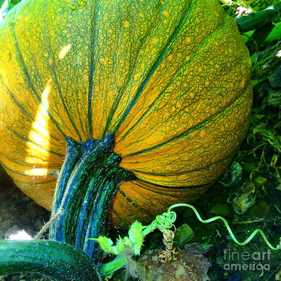 Ripening Pumpkin Photograph by Angela Rath