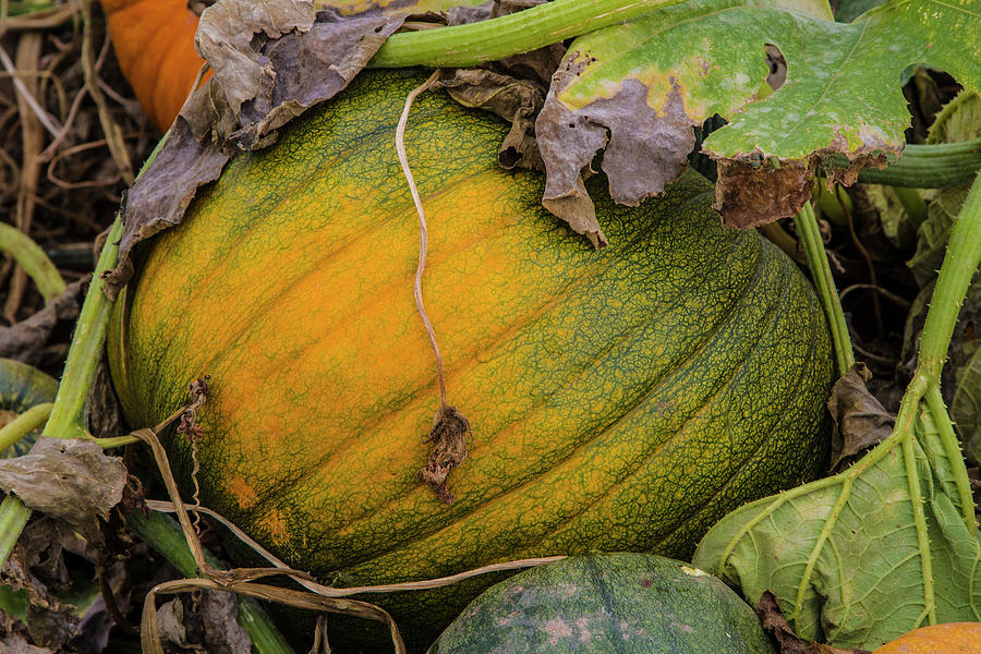 Ripening Pumpkin Photograph by Susan Bandy