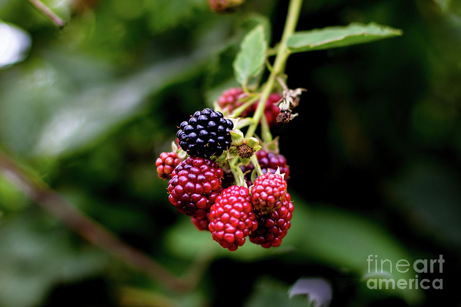 Raspberry Photograph - Ripening Raspberries by Tom Frisby