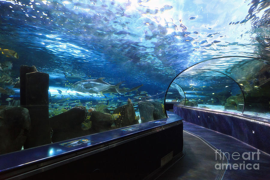 Ripleys Aquarium Tunnel Photograph by Jill Lang