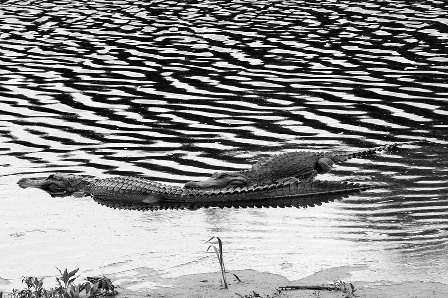 Ripped Aligators Photograph by Farol Tomson