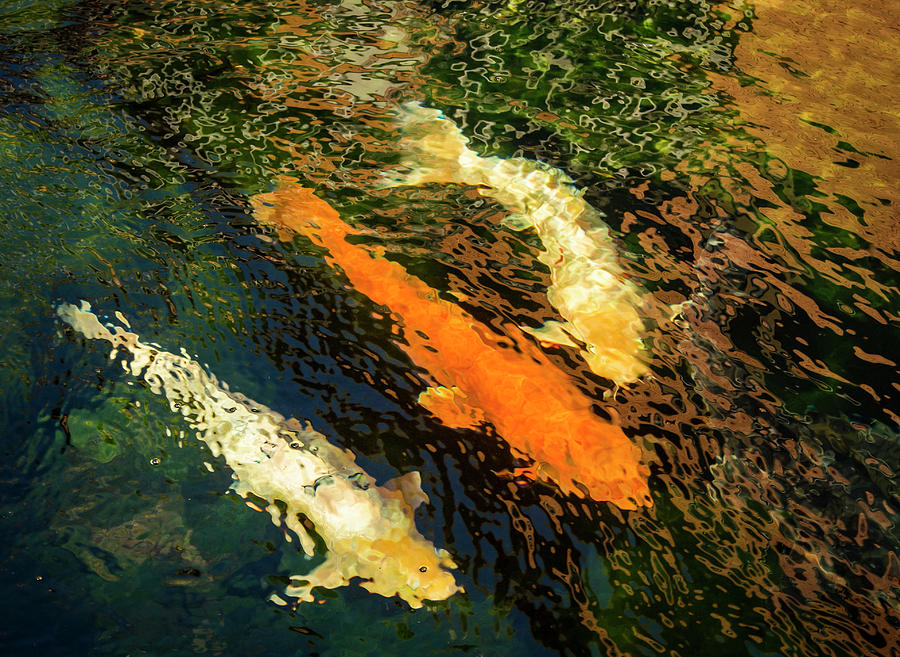 Rippled Koi Photograph by Jean Noren