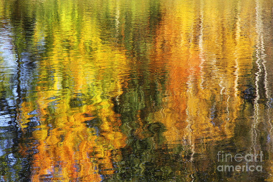 Abstract Photograph - Rippled Leaves Abstract by Katie W