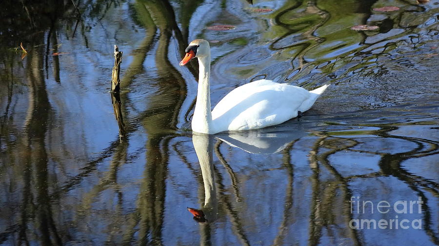 Rippled Mute Swan Photograph by Erick Schmidt