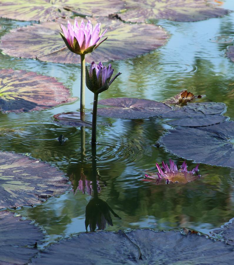 Flower Photograph - Ripples and Pink Lilies by John Lautermilch