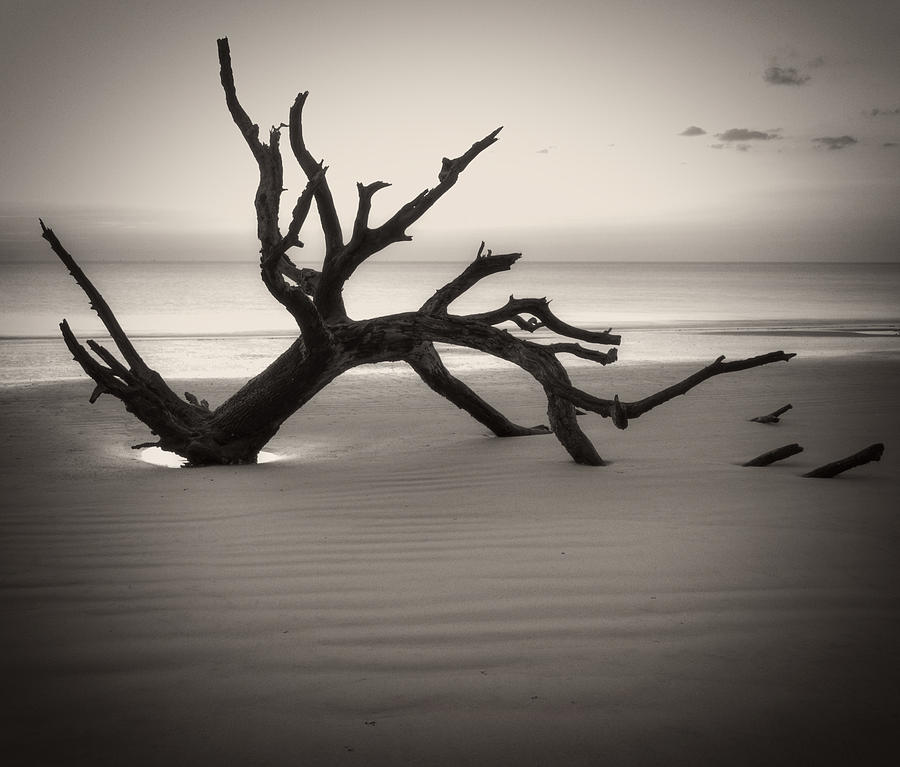 Ripples of Sand And Driftwood Sepia Photograph by Greg and Chrystal Mimbs