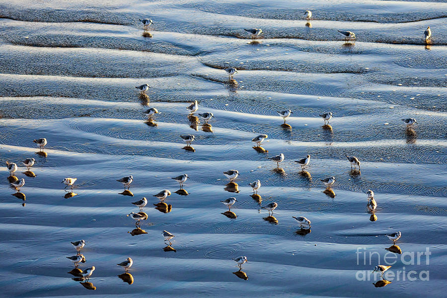 Snowy Plovers Photograph - Ripples of Sand Dotted with Plovers by Sharon Foelz
