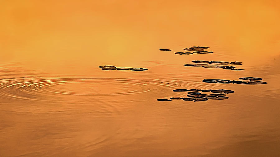 Ripples, Pads, and Reflected Sunrise Photograph by Robert Mitchell