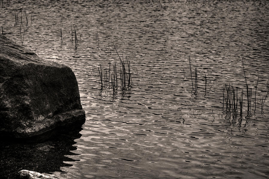 Ripples Reeds and a Rock Photograph by Roger Passman