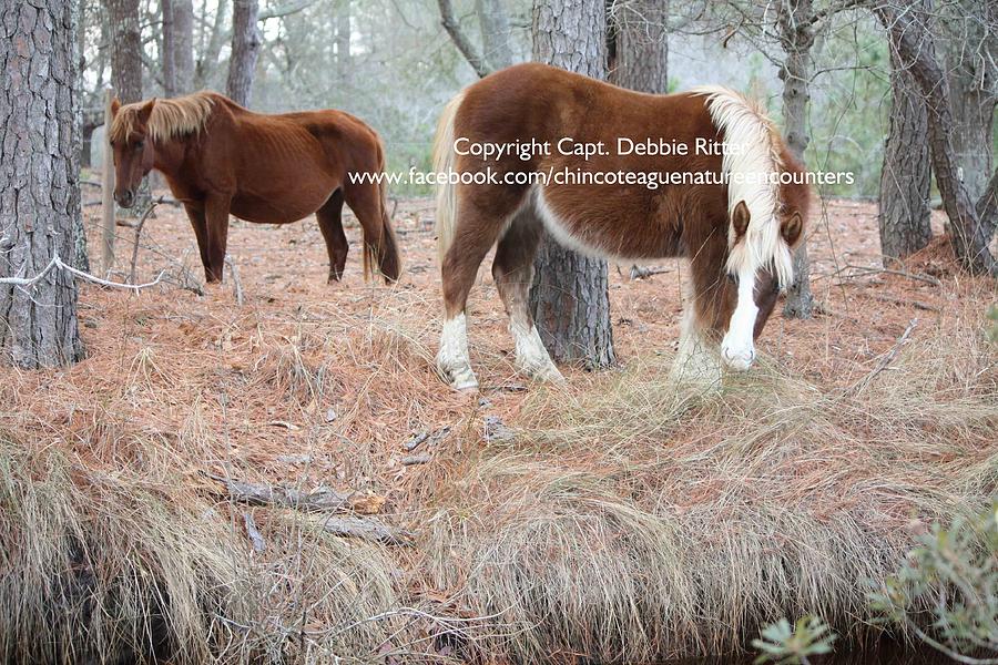 Wild Stallion Photograph - Riptide Teddy by Captain Debbie Ritter Wild Stallion Photograph - Riptide Teddy by Captain Debbie Ritter