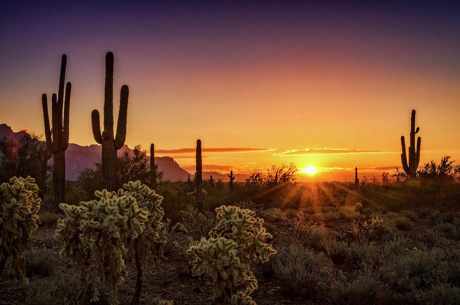 Nature Photograph - Rise and Shine Arizona  by Saija Lehtonen