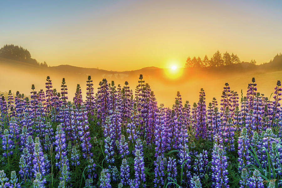 Rise and Shine Photograph by Greg Mitchell Photography
