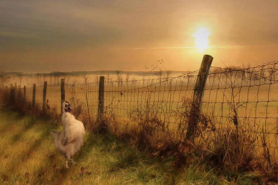 Rise and Shine Photograph by Lori Deiter