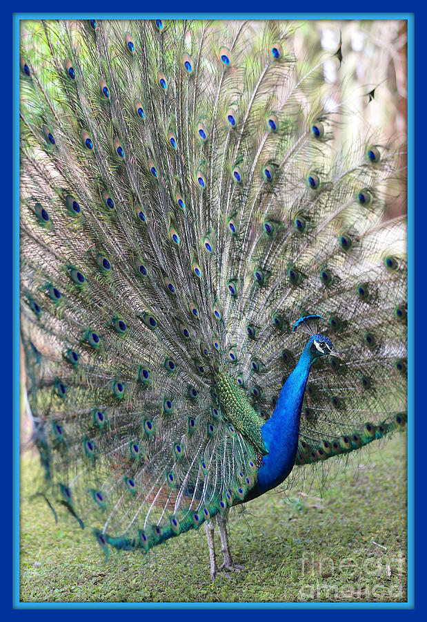 Rise and Shine Peacock with Blue and Turquoise Border Photograph by Carol Groenen