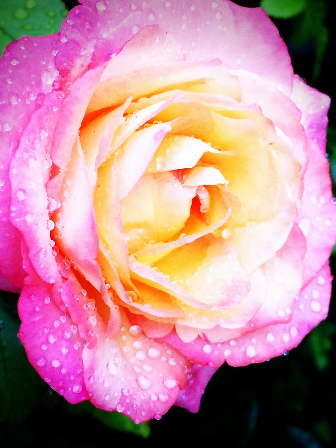Nature Photograph - Rose in the Rain by Kat J