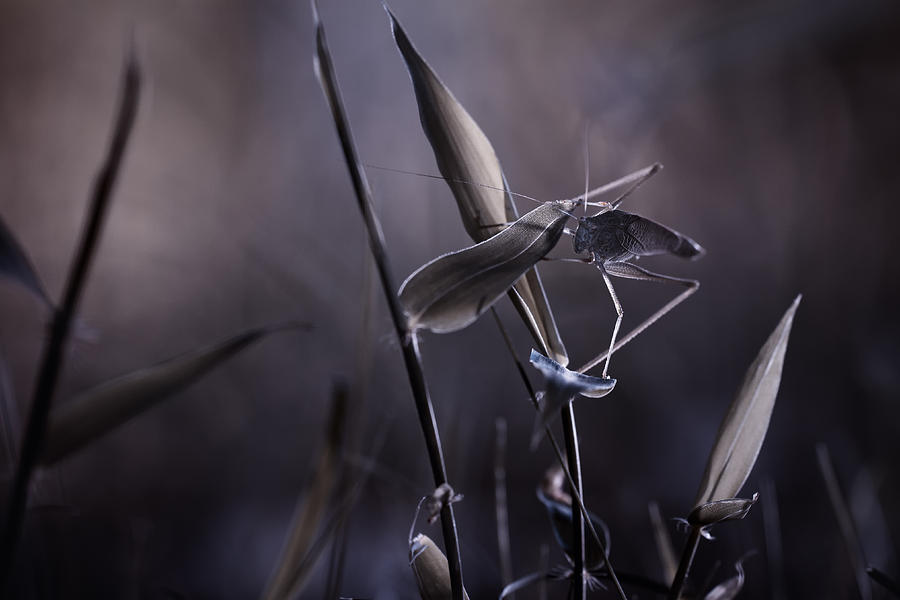 Grasshopper Photograph - Rise Of The Guardian by Fabien Bravin