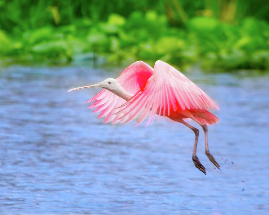 Rise of the Spoonbill Photograph by Mark Andrew Thomas