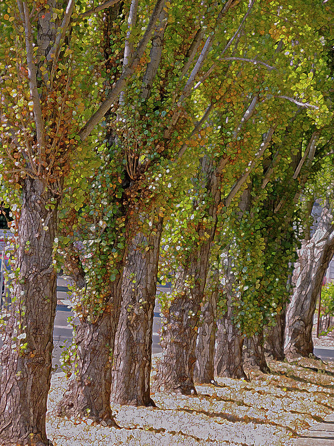 Rise of Trees, Napa Valley Photograph by Lynda Lehmann