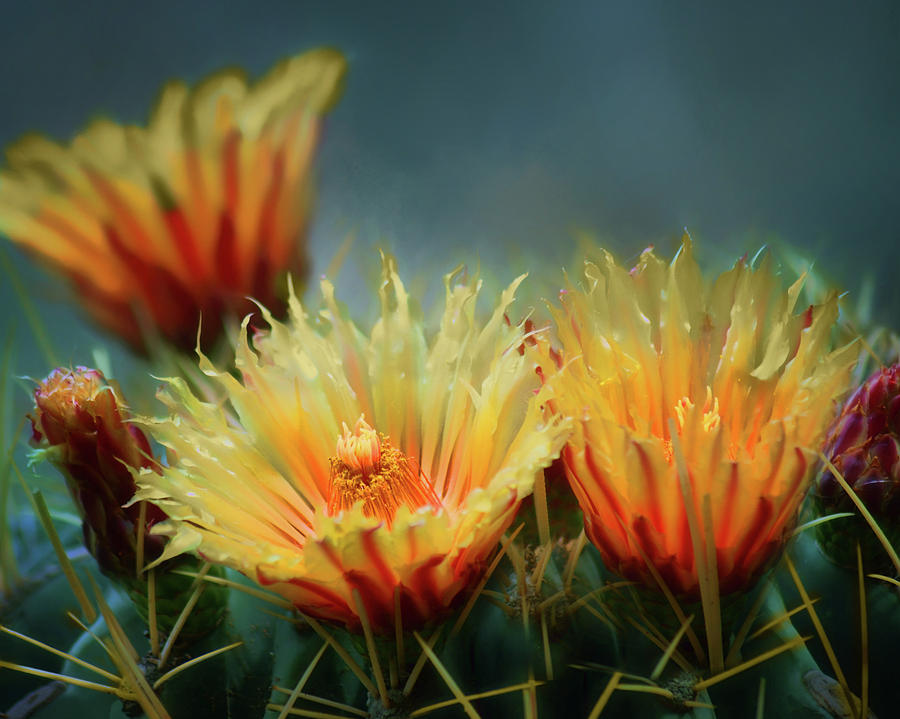 Rising Above - Barrel Cactus Flowers Photograph by Nikolyn McDonald