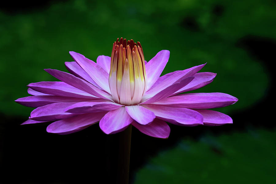 Lily Photograph - Rising Above by Carol Eade