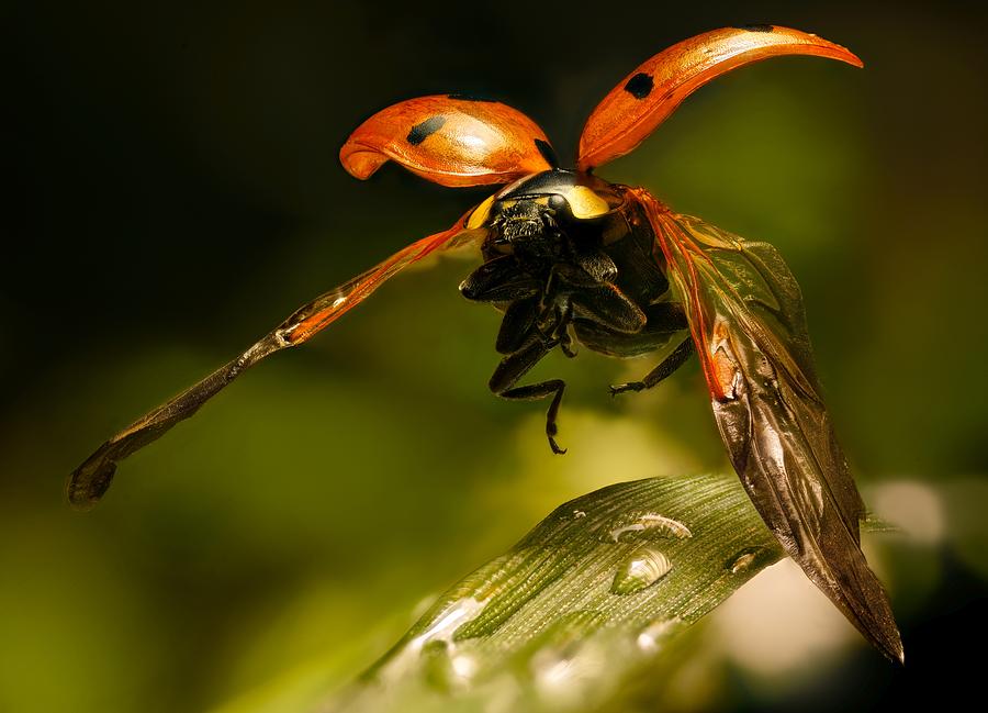 Rising Cutie PIe - Ladybug flying Photograph by Adrian Borda