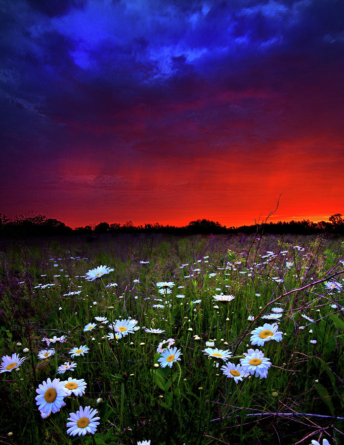 Landscape Photograph - Rising Daisies by Phil Koch