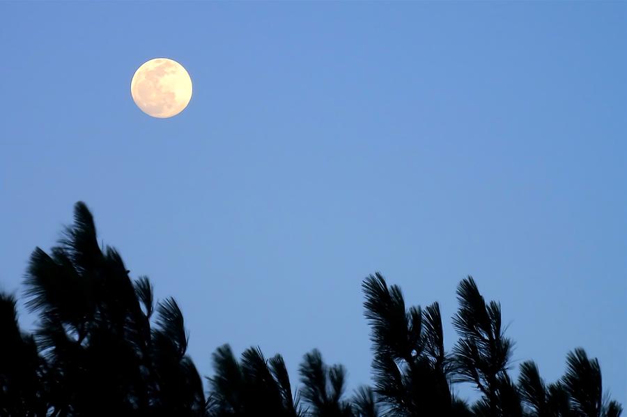 Rising full moon above pine trees Painting by SHWETA Sambyal