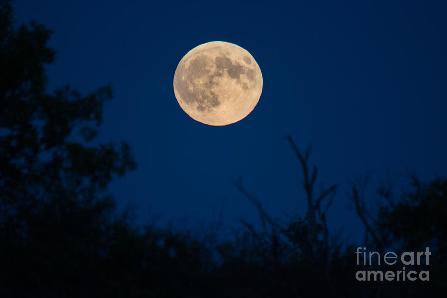 Rising Full Moon Photograph by Cheryl Baxter
