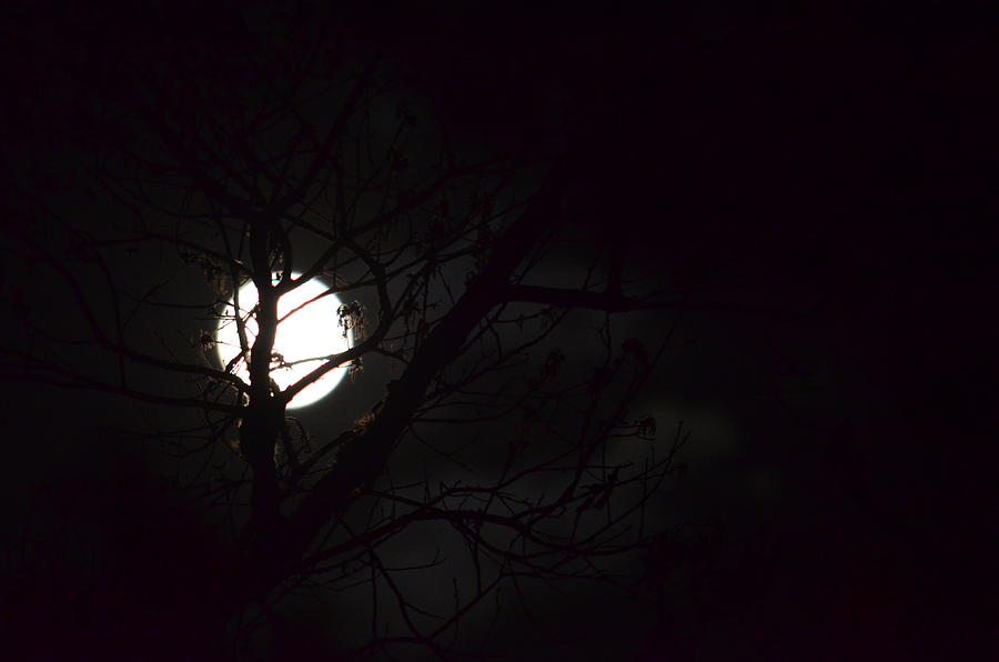 Rising Moon 15-01 Photograph by Maria Urso