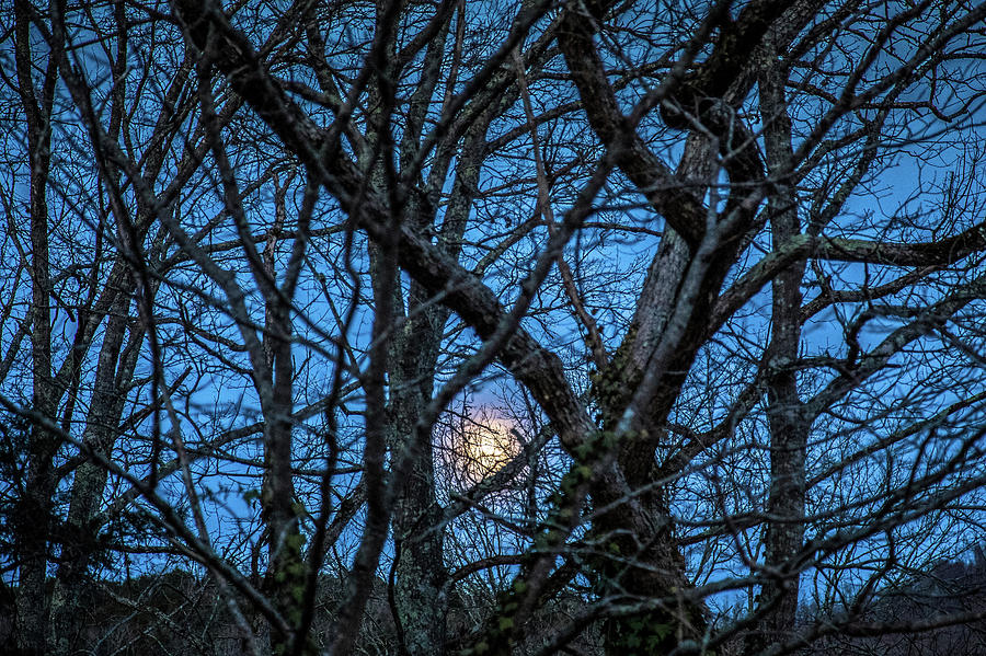 Rising Moon Photograph by Lisa Lemmons-Powers