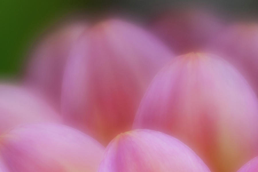 Rising Softness Photograph by Greg Nyquist