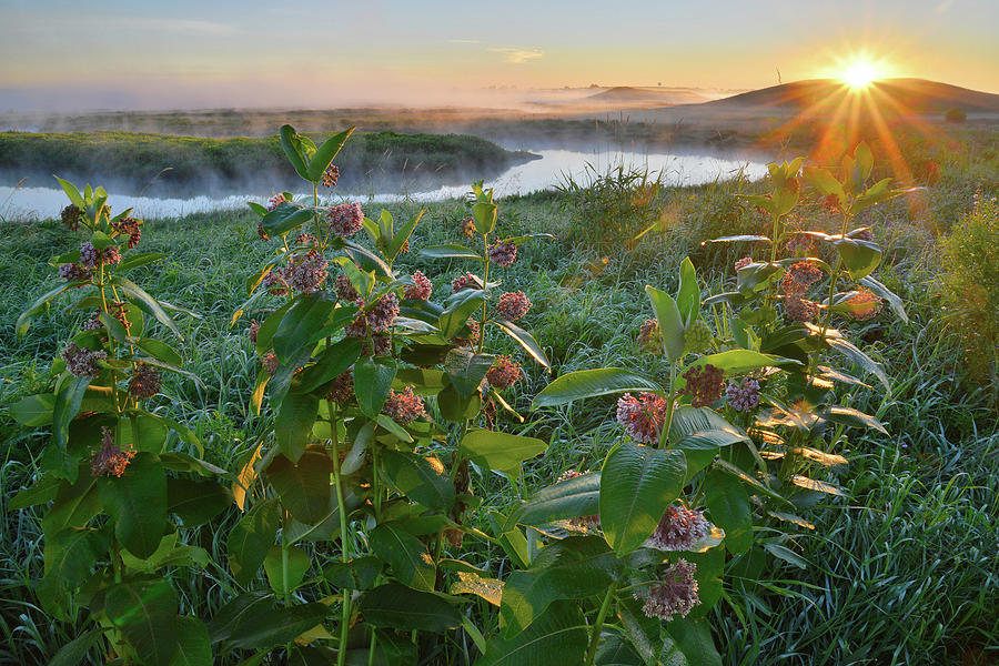 Rising Sun Backlights Milkweed along Nippersink Creek in Glacial Park Photograph by Ray Mathis