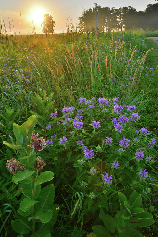 Rising Sun Bathes Lost Valley Wildflowers in Glacial Park Photograph by Ray Mathis