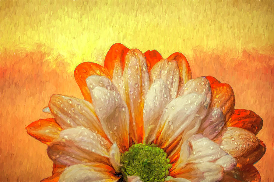 Daisy Photograph - Rising Sun by Judy Vincent