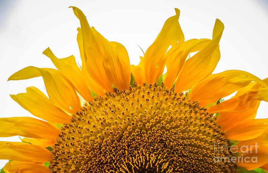 Rising Sunflower Photograph by Grace Grogan