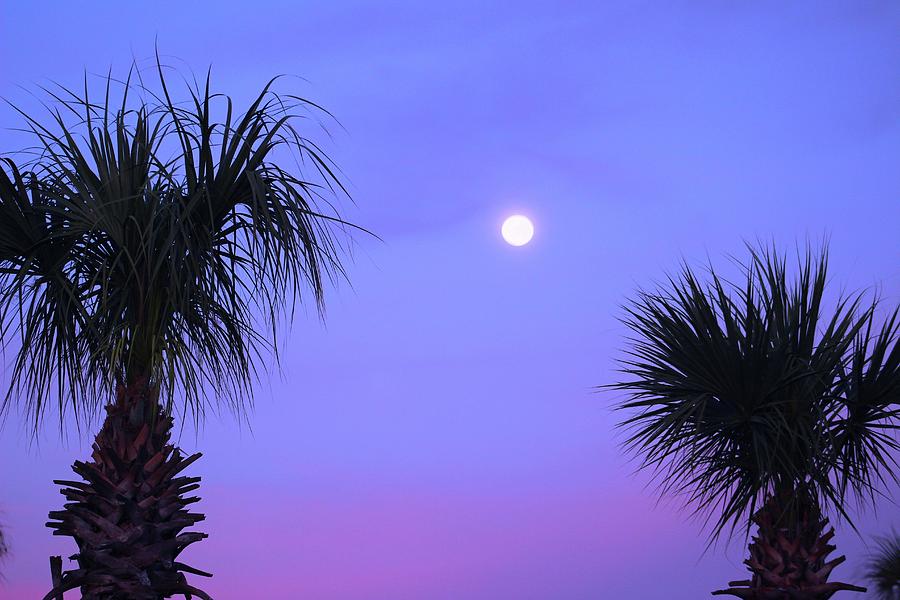 Rising Up by WhiteoakorganicsLLC Gallery Rising Up by WhiteoakorganicsLLC Gallery