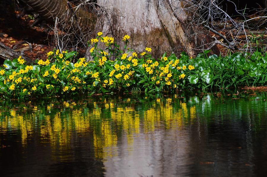 River and Flowers Closeup Photograph by Warren Thompson