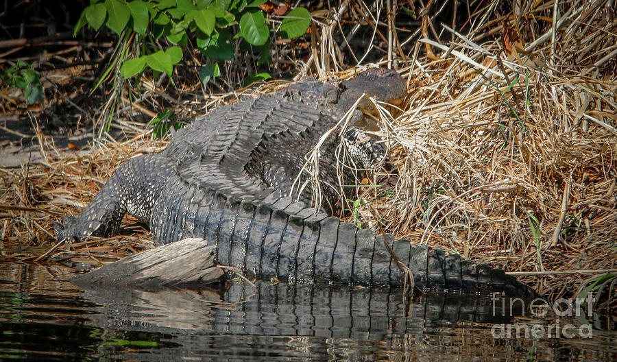 River Bank Gator Photograph by Tom Claud