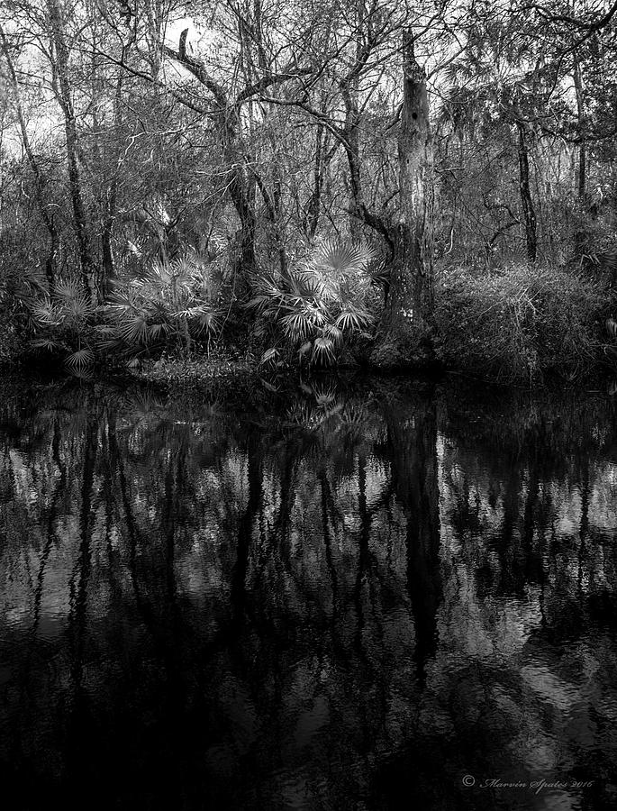 River Bank Palmetto Photograph by Marvin Spates
