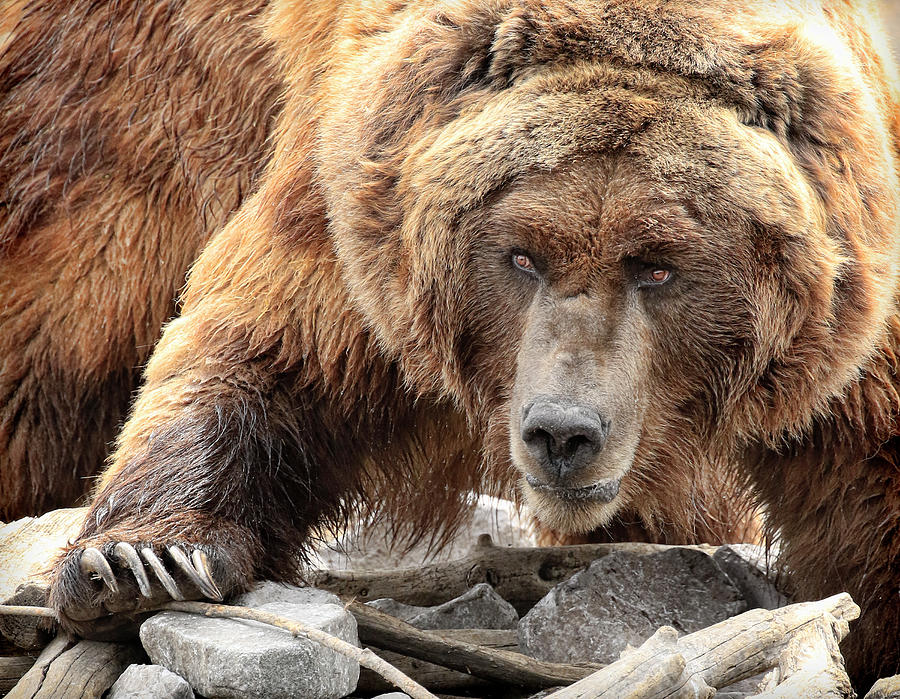 River Bed Grizzly Photograph by Steve McKinzie