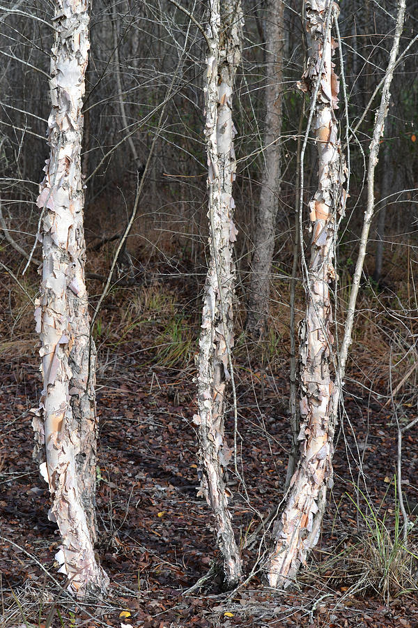 River Birch in Winter - Betula nigra Photograph by Roy Erickson - Fine ...