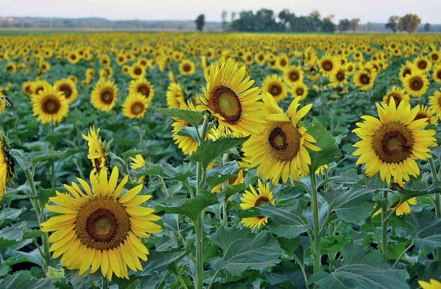 River Bottom Sunflowers Photograph by Cricket Hackmann