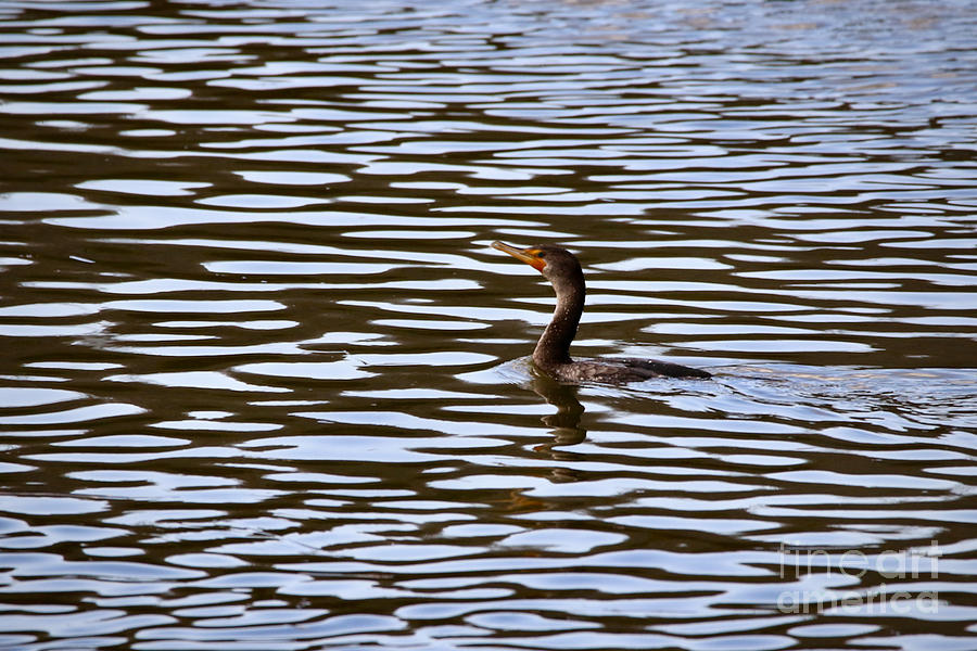 River Cormorant  Photograph by Lara Morrison