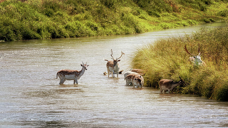 River Crossing Photograph by Susan Rissi Tregoning