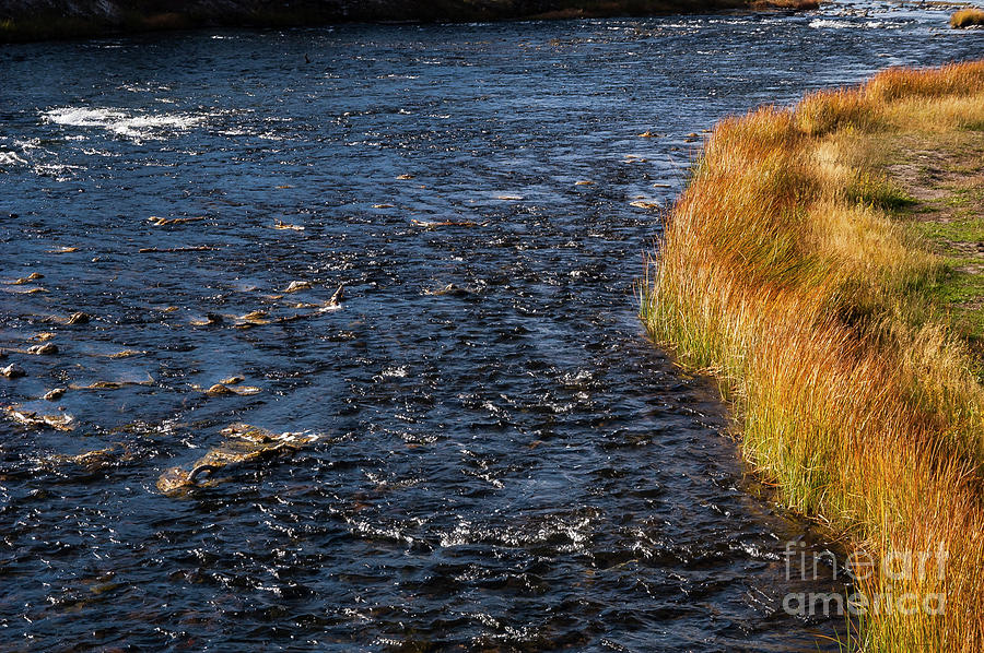 River Edge Photograph by Bob Phillips