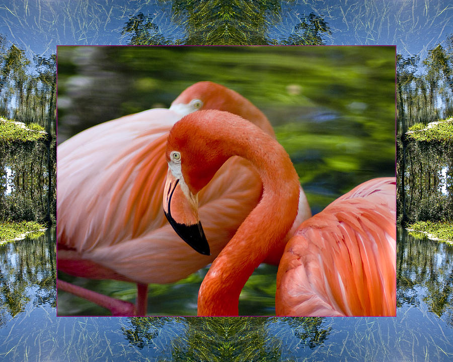 River Flamingos Photograph by Bell And Todd