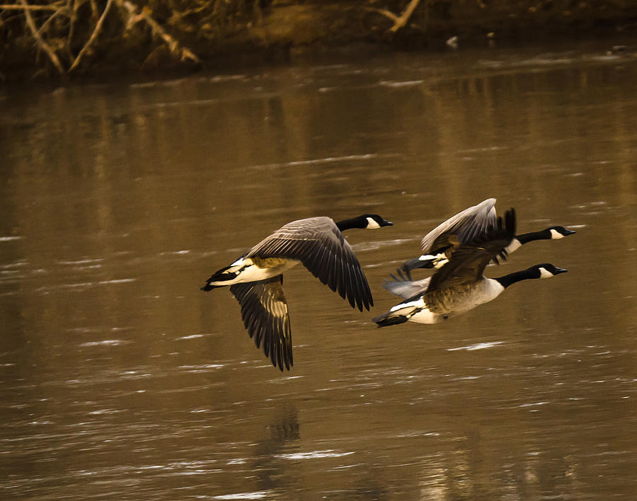 River Flight Photograph by Steve Marler