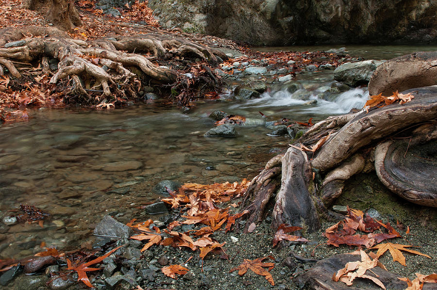 River flowing  between leaves and trees Photograph by Michalakis Ppalis