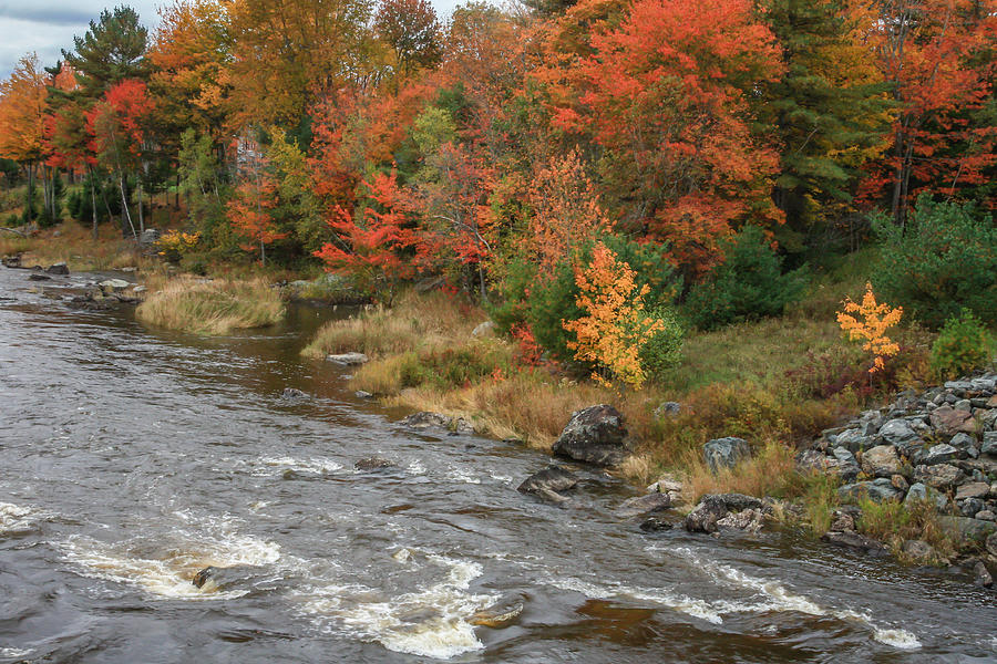 River foliage Photograph by Jane Luxton